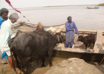 Maanviljelijöitä Indus-joen suistolla. Vuosien mittaan veden virtaus on vähentynyt ja meri on alkanut tunkeutua sisämaahan.