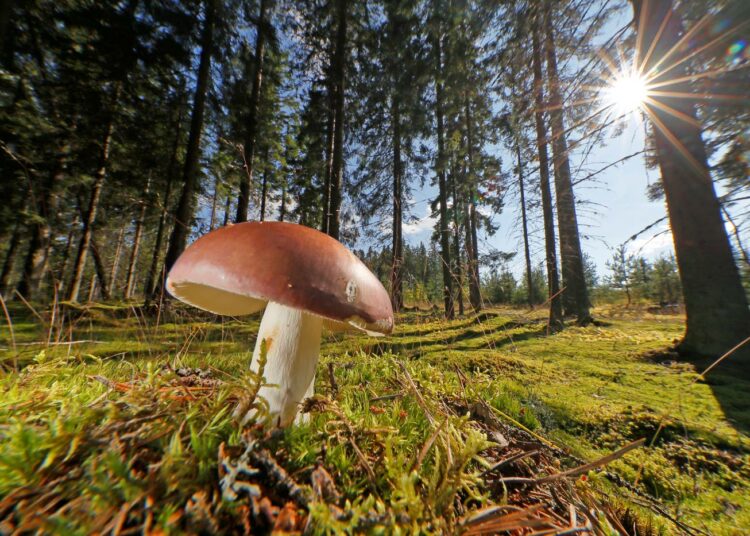 Vielä nykyäänkin vain murto-osa metsien sienistä poimitaan kotikäyttöön tai myyntiin.