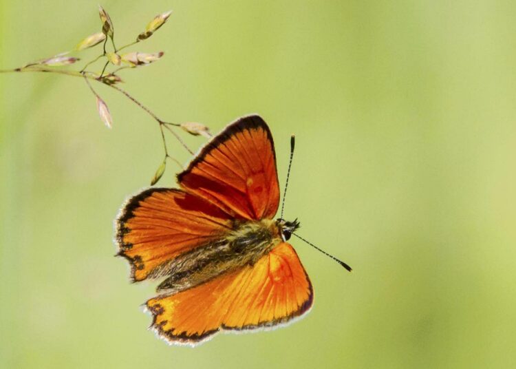 Esimerkiksi perhosten on vaikea sopeutua nopeasti muuttuvaan ilmastoon. Kuvassa loistokultasiipi.