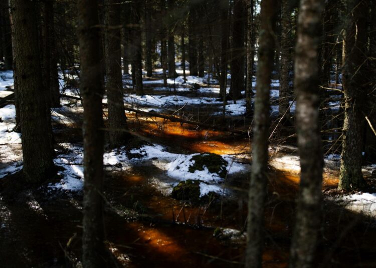 Aurinko valaisee jään päälle sulaneen vesikerroksen Torronsuon kupeessa.