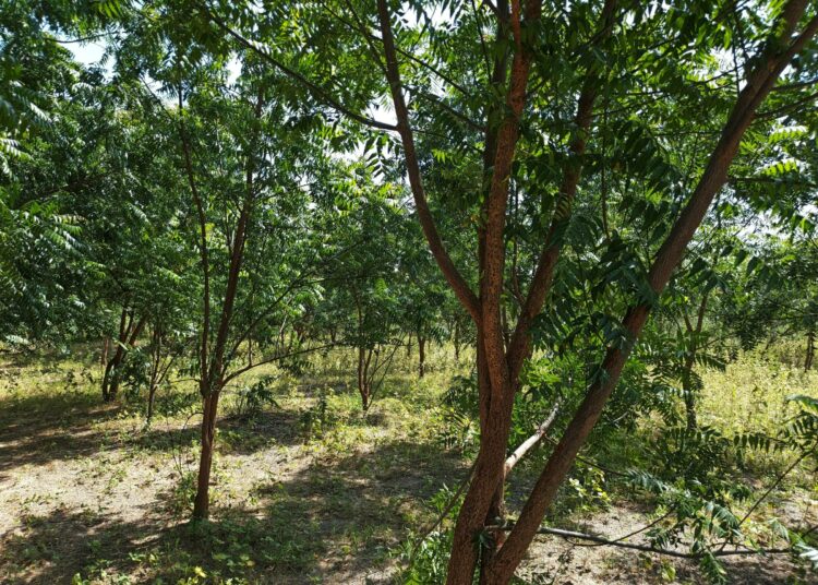 Saharan vihreä muuri -hankkeessa istutettuja puita Jigawassa.