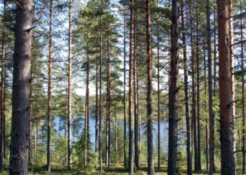 Ohjelman kolmen ensimmäisen vuoden aikana on suojeluun saatu 7000 uutta hehtaaria