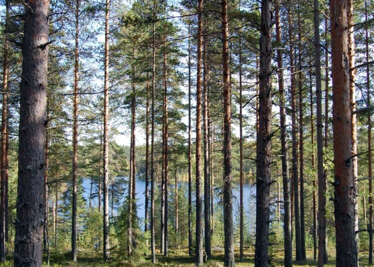 Ohjelman kolmen ensimmäisen vuoden aikana on suojeluun saatu 7000 uutta hehtaaria