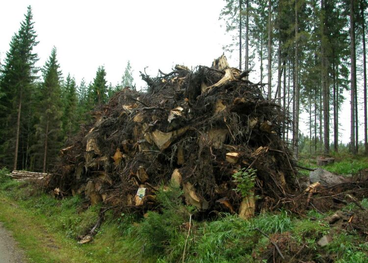Suomen metsistä korjatusta energiapuusta noin 15 prosenttia on puiden kantoja ja juurakoita.