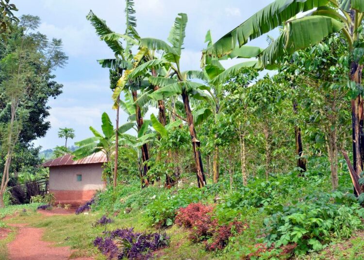Banaanin ja kahvin agroekologista yhteisviljelyä Ruandassa.