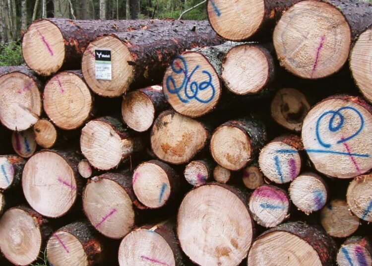 Kirjoittajan mukaan kestävä metsätalous mahdollistaa hakkuiden lisäämisen.