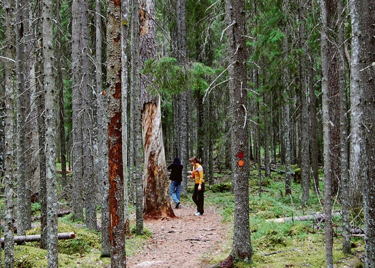 Vanhat metsät ovat vähentyneet viimeisten vuosien aikana rajusti. Seuraukset näkyvät metsäluonnon monimuotoisuudessa. Kuva Pyhä-Häkin kansallispuistosta Saarijärveltä.