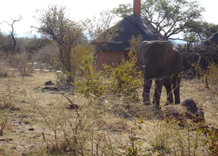 Namibian hallitus perusteli norsuhuutokauppaansa niin ihmisten kuin eläintenkin suojelemiselta ihmisten ja norsujen välisiltä konflikteilta. Luonnonsuojelijat eivät ole nielleet väitettä, sillä on muitakin tapoja vähentää norsujen haittoja ihmiselle.