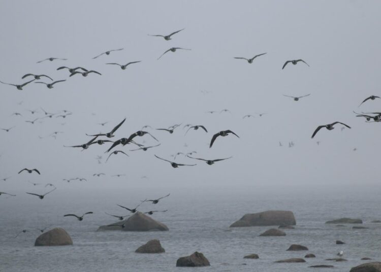Valkoposkihanhet (kuvassa) ja merimetsot ovat luonnonsuojelulaissa rauhoitettuja lintuja, jotka ovat runsastuneet viime vuosina voimakkaasti.