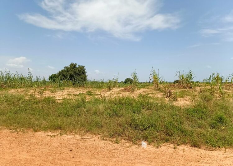 Aavikoituminen etenee ja köyhdyttää maata.