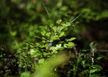 Mustikoita saavat Suomessa poimia sekä suomalaiset että ulkomaalaiset marjanpoimijat