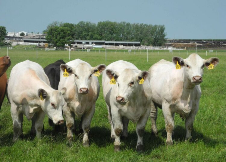 Bioteknologia on arkipäivää Yhdysvaltain maataloudessa. Trans Ova Genetics tuottaa Iowassa kloonattuja lehmiä.