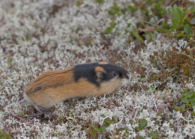 Ilmastonmuutoksen torjumisen olisi WWF:n mukaan pitänyt näkyä voimakkaammin myös ensi vuoden budjettiesityksessä. Suomessa lumipeitteettömyys vie ahdinkoon muun muassa tunturisopulin (kuva) ja sitä kautta naalin ja tunturipöllön.