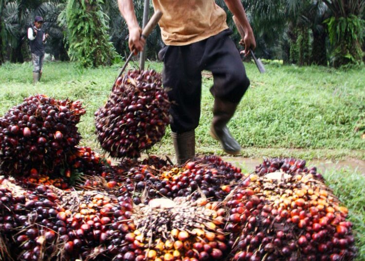 Palmuöljyn rasvahappotisle PFAD on luokiteltu Suomessa poikkeuksellisesti jätteeksi. Kuvituskuva on vuodelta 2018 indonesialaisen plantaasin sadonkorjuusta.