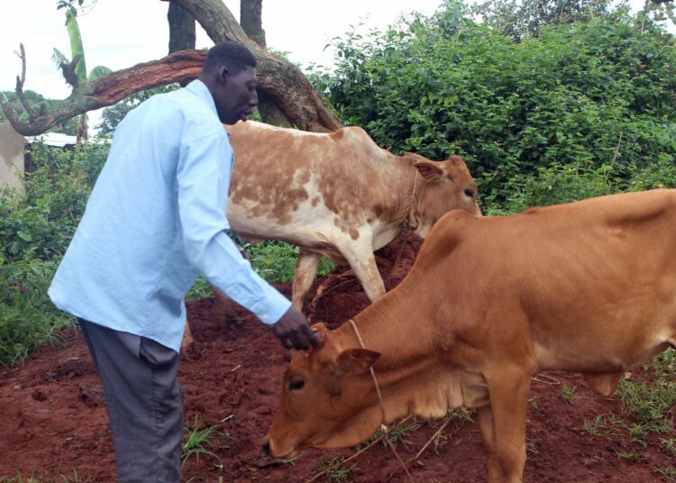 Lawrence Akena ei ennen olisi osannut unelmoidakaan lehmän omistamisesta. Kansalaisjärjestö BRAC uskoo, että karjan kaltainen omaisuus nostaa ihmiset äärimmäisestä köyhyydestä, ja siksipä BRACin vammaisille tarkoitettuun koulutusohjelmaan kuuluu muun muassa karjan lahjoittaminen.