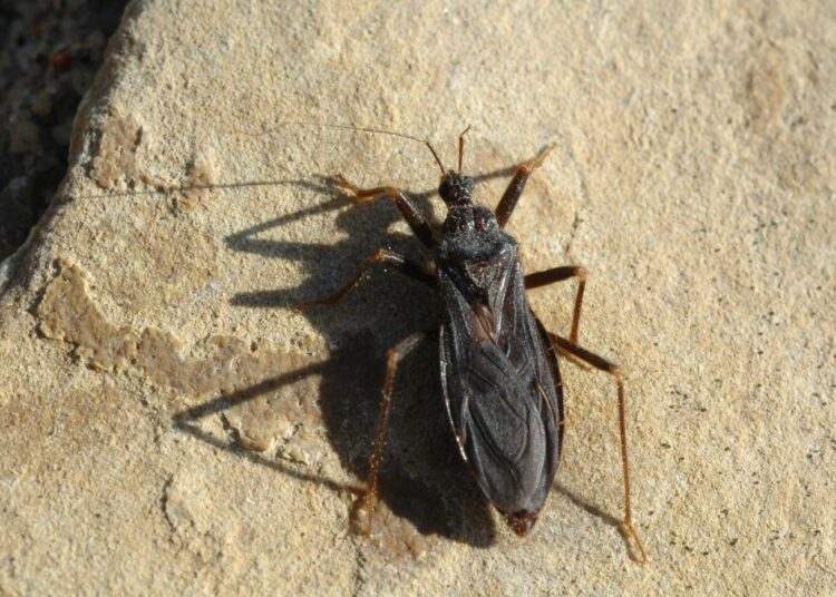 Vornalude (Reduvius personatus).