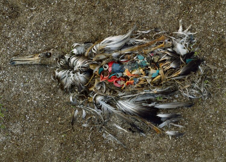 Tyynenmeren jätepyörteellä muovin nielemiseen kuollut albatrossi