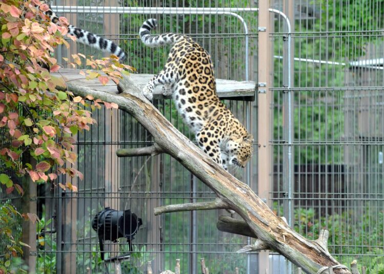 Amurinleopardi Korkeasaaren eläintarhassa.