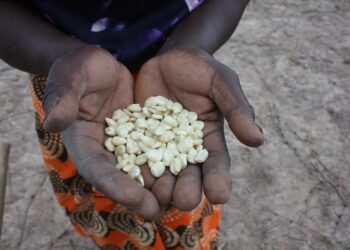 Afrikan ruuantuotanto on kasvanut, mutta pahin ongelma ei olekaan tuottavuus, vaan tuotettujen satojen säilyvyys. Perinteiset varastointimenetelmät altistavat muun muassa sienimyrkyille.