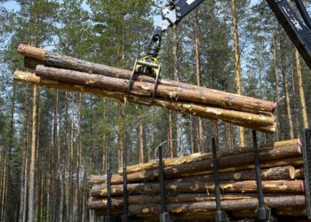 Hakkuiden vaikutusta hiilivarastoihin selvitettiin laajan kirjallisuuskatsauksen avulla.