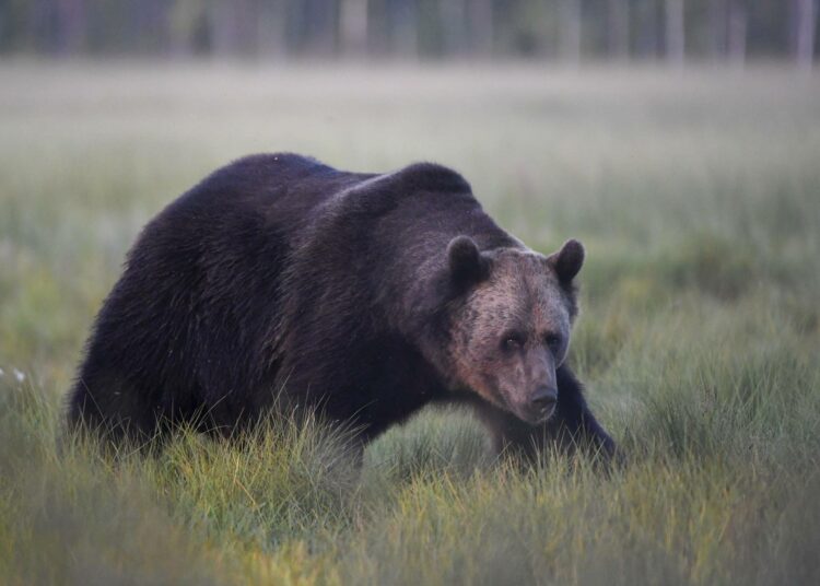 Karhu Kuhmon rajavyöhykkeellä.