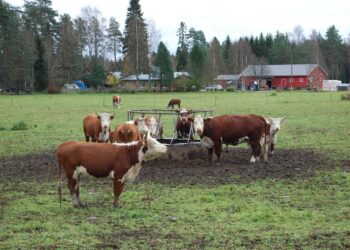 Maailman kasvavalla keskiluokalla on varaa hankkia yhä enemmän liharuokaa, jonka kasvattamiseen kuluu viljaa.