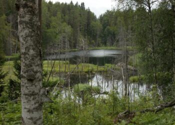 Rautalahdenniemen metsiä ja majavalampi Laatokan saariston kansallispuiston alueella.