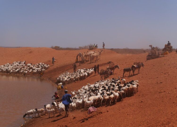 Etiopian Somalin alueen paimentolaiset kärsivät entistä pahemmista kuivuuskausista ilmastonmuutoksen kiihtyessä.