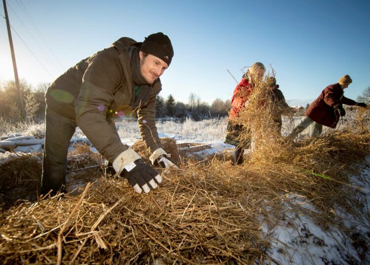 Anton Nordqvist ja muut permakulttuuriaktiivit suojasivat oljilla parsapenkkiä. Orgaaninen katekerros pitää mullan elossa ja hedelmällisenä. Ensi kesänä penkissä kasvatetaan parsaa yhdessä typpilannoittajakasvien, vaikkapa herneen kanssa.