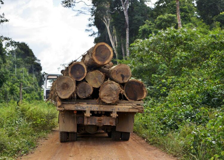Laittomat hakkuut ovat kutistaneet Amazonin sademetsää, mutta Brasilian uusi äärioikeistolainen presidentti Jair Bolsonaro on yhä enemmän avaamassa Amazonia lailliselle taloudelliselle toiminnalle.