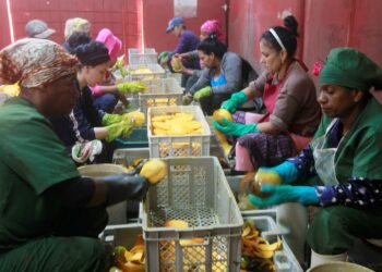 Naiset kuorivat ja pilkkovat mangoja valtion omistamassa pienyrityksessä Villarojassa, Artemisan maakunnassa Länsi-Kuubassa. Uusi työlaki kuroo umpeen miesten ja naisten palkkaeroja.