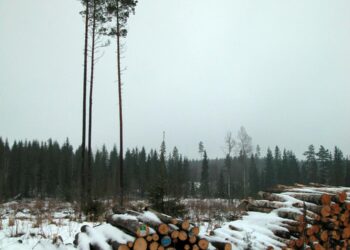 UPM Metsä ei vaivautunut etukäteen ilmoittamaan edes sidosryhmilleen puunkorjuun keskeyttämisestä.