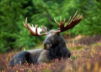 Syksyisin hirvet joutuvat etsimään ruokansa laajemmalta alueelta kuin kesällä. Muun muassa siksi ne liikkuvat enemmän muihin vuodenaikoihin verrattuna.