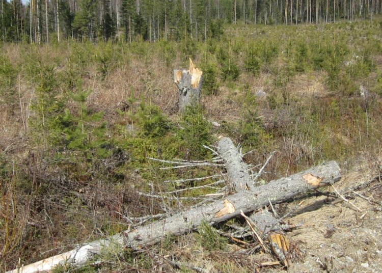 Tuoreen väitöksen tulokset osoittavat, että kantojen korjuun ja sen jälkeen tehtävän maanmuokkauksen seurauksena kuusikoiden maaperän pintakerros häiriintyy laajalti ainakin yli kymmenen vuoden ajaksi.