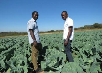 Nuoret maanviljelijäveljekset Prosper ja Prince Chikwara käyttävät täsmäviljelytekniikkoja maatilallaan Zimbabwen Bulawayon laitamilla.