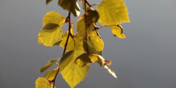 Kirjoittajan mukaan hieskoivua on pitkään pidetty metsiemme hukkakaurana. Nyt se on nousemassa hiilipörssin sammoksi, niin turvepelloilla kuin turvetuotannon jättömailla.