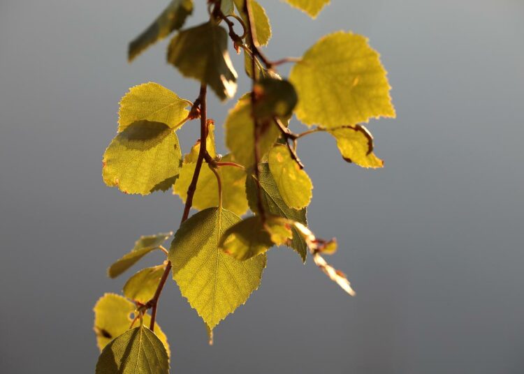 Kirjoittajan mukaan hieskoivua on pitkään pidetty metsiemme hukkakaurana. Nyt se on nousemassa hiilipörssin sammoksi, niin turvepelloilla kuin turvetuotannon jättömailla.