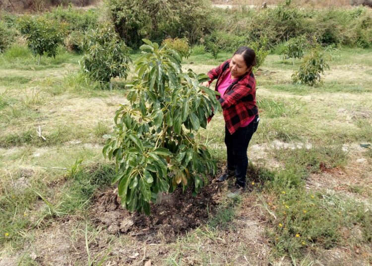 Jilder Morales hoitaa nuorta avokadopuuta Santa Ana Coatepecin kylässä eteläisessä Meksikossa.