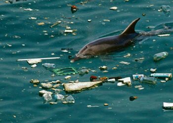 Parinkymmenen vuoden kuluttua maailman merissä on enemmän muovia kuin kalaa. Pullonokkadelfiini ui muoviroskan seassa Targus-joen edustalla Portugalissa.