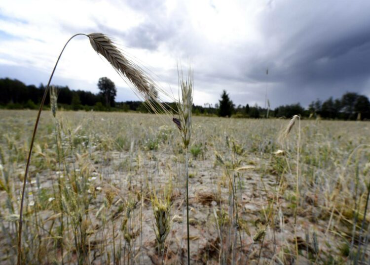 Kuivuus on vaivannut myös Suomen peltoja tänä vuonna.