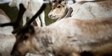 "Jäämeren rata olisi kuolinisku nykyiselle porotaloudelle.”