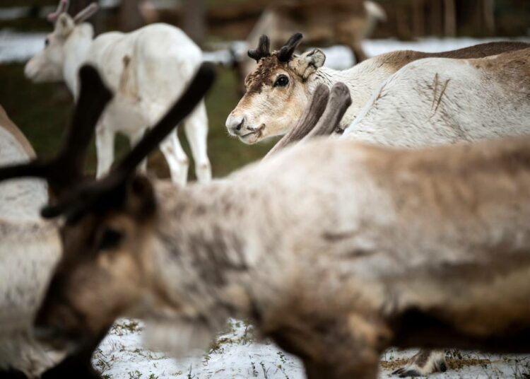 "Jäämeren rata olisi kuolinisku nykyiselle porotaloudelle.”