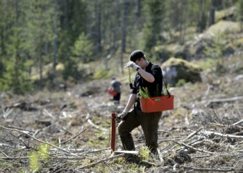 MTK:n mukaan hyvä metsänhoito on avainasemassa metsien hiilinielun vahvistamisessa.