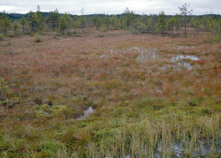 Luontoväellä ja metsästäjillä on yhteinen näkemys soiden ja kosteikkojen suojelussa. Kuva Suonenjoelta.