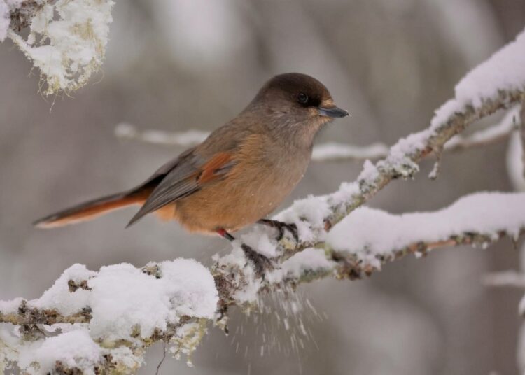 Sympaattinen "eränkävijän ystävä" uhkaa kadota eteläisimmiltä esiintymisalueiltaan.
