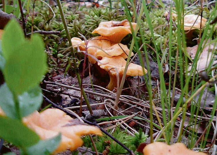 Kantarelleja on löytynyt Uutelan metsästä pitkin kesää.
