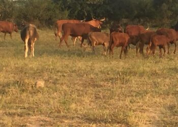 Admire Gumbon karjalauma Zimbabwen Mwenezissä. Nelikymppinen Gumbo työskentelee Etelä-Afrikassa, mutta lähettää rahaa äidilleen ja äiti ostaa rahalla karjaa. Gumbo ei ole ainoa, joka pitää lehmiä oivallisena sijoituskohteena.