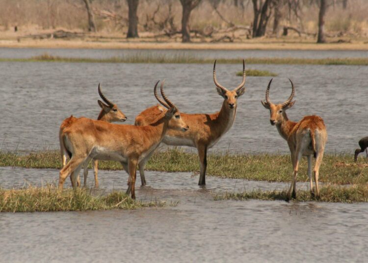 Okavangon suiston ja sen lajiston pelastamiseksi on aloitettu kampanja.