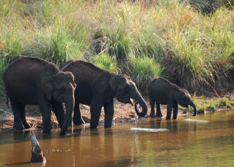Ihmisen toiminta ajaa maailman villieläinpopulaatiot yhä ahtaammalle ja altistaa samalla ihmiset eläinten kautta leviäville taudeille. Kuvan norsut elävät Intian Bangaloressa