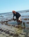 Merilevien viljelyssä kiinnitetään merilevien siemeniä köysiin, jotka on sidottu pohjaan juntattuihin paaluihin.